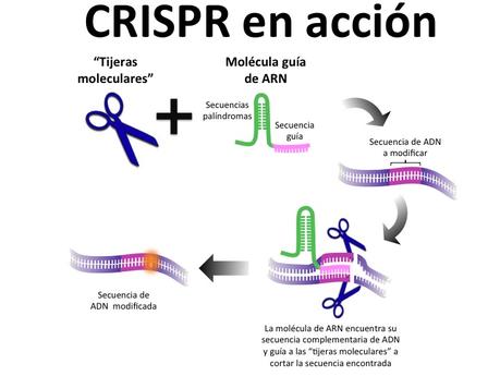 CRISPR no es, por definición, transgénesis