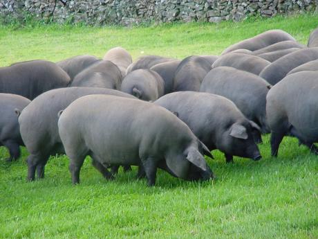 Dónde comprar jamón ibérico