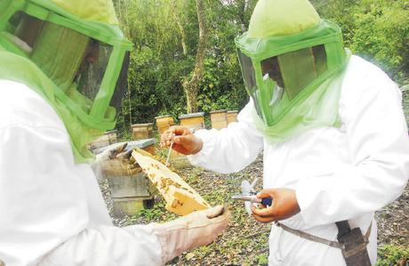 Diputada pide arancel cero a miel mexicana en la UniÃ³n Europea