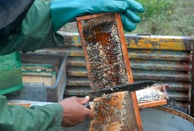 Apicultores espirituanos recuperan el 86 por ciento de las colmenas afectadas por Irma
