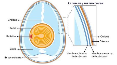 UN HUEVO QUE DA MUCHO JUEGO - QUÍMICA EN LA COCINA