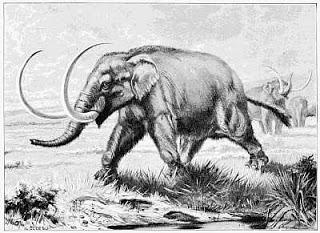 El Mastodonte, Frederic A. Lucas