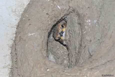 Historia de horneros