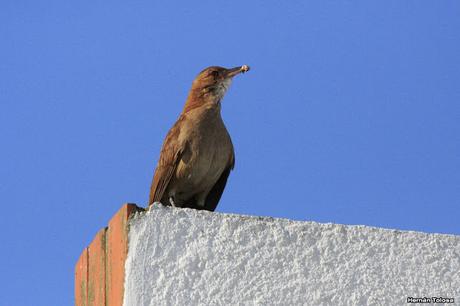 Historia de horneros