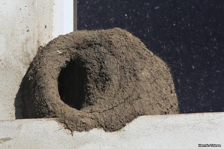 Historia de horneros