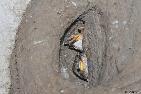 Historia de horneros