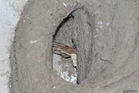 Historia de horneros