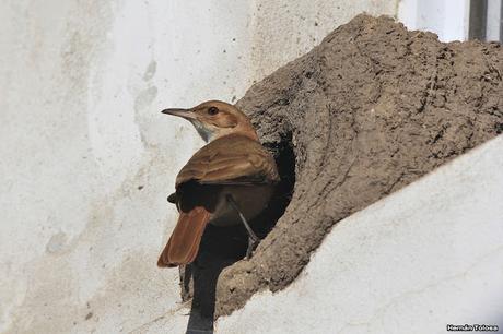 Historia de horneros