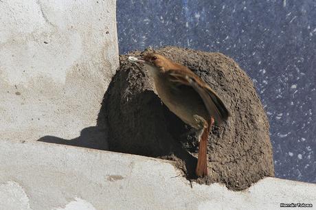 Historia de horneros