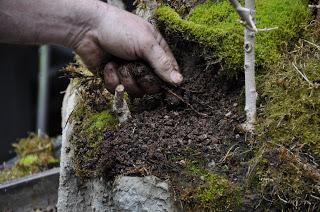 Diorama con Acers Campestres : 22 el bosque 1 año después