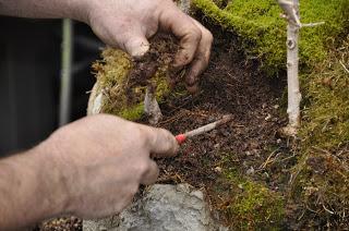 Diorama con Acers Campestres : 22 el bosque 1 año después