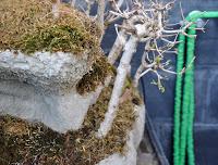 Diorama con Acers Campestres : 22 el bosque 1 año después