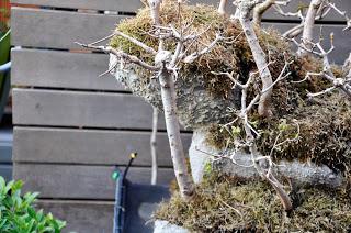 Diorama con Acers Campestres : 22 el bosque 1 año después