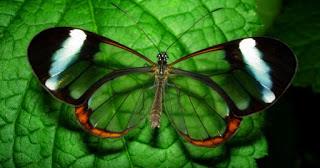 INQUIETA MARIPOSA...