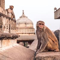 Viaje a la India II - Jaipur, la ciudad rosa