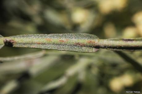 Carqueja (Baccharis articulata)