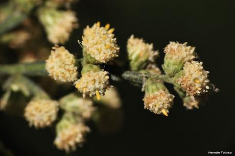 Carqueja (Baccharis articulata)