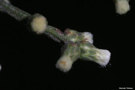 Carqueja (Baccharis articulata)