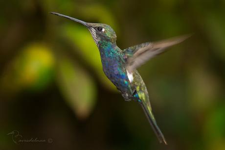 Picaflor de barbijo (Blue-tufted Starthroat) Heliomaster furcifer