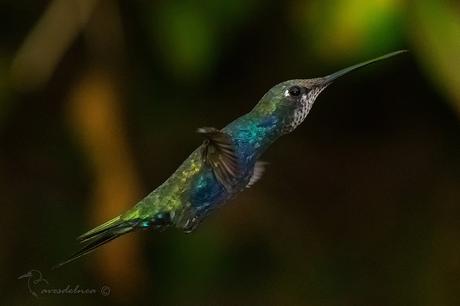 Picaflor de barbijo (Blue-tufted Starthroat) Heliomaster furcifer