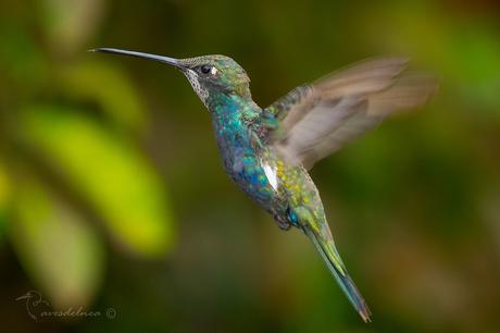 Picaflor de barbijo (Blue-tufted Starthroat) Heliomaster furcifer