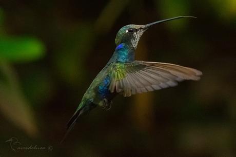 Picaflor de barbijo (Blue-tufted Starthroat) Heliomaster furcifer