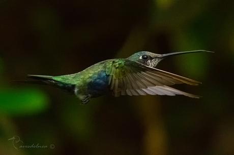 Picaflor de barbijo (Blue-tufted Starthroat) Heliomaster furcifer