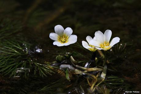 Ortiga de agua (Cabomba caroliniana)