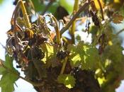 Asaja cree rebaja módulos fiscales agrarios beneficiará agricultores bercianos