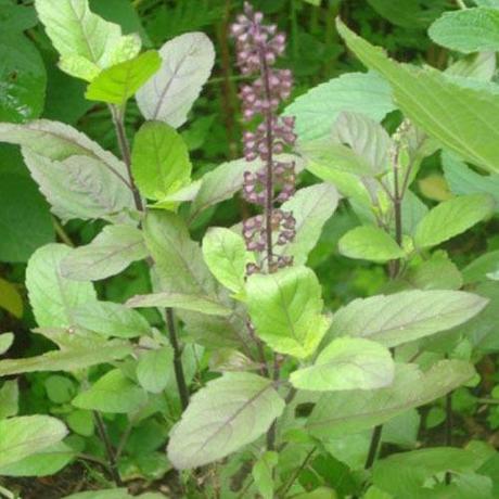 Insecticidal effects of Ocimum sanctum var. cubensis essential oil on the diseases vector Chrysomya putoria