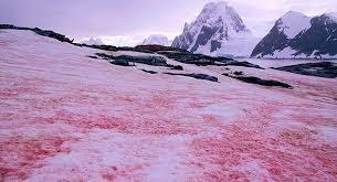 Nieve rosa o nieve naranja, dos fenómenos naturales muy poco conocidos.