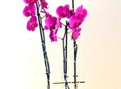 raíces orquídeas…