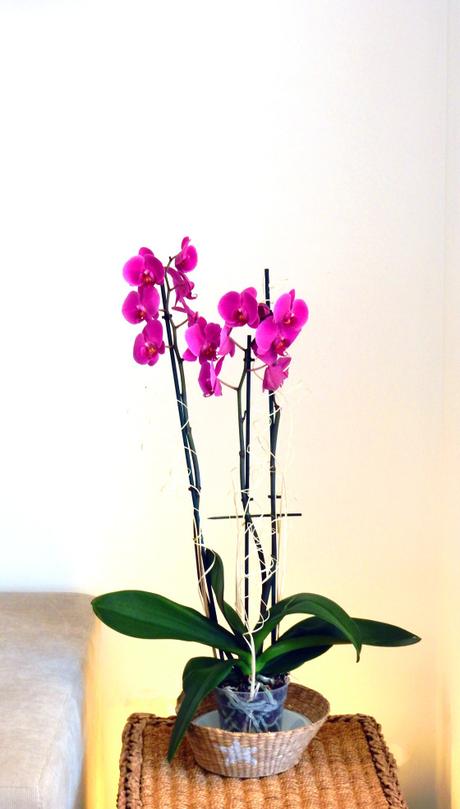 Lo de las raíces de las orquídeas… Lo de las raíces de las orquídeas…