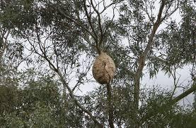 La iniciativa lleva por título «Unha camelia, unha trampa»