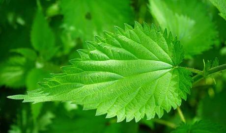 Té de ortiga verde para depurar el organismo - Trucos de salud caseros