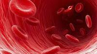Los Glóbulos Rojos deben su forma a las Estructuras Musculares