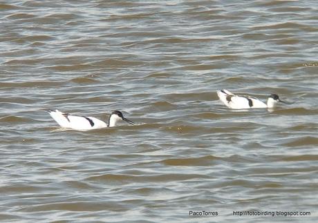 Avocetas