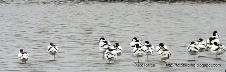 Avocetas