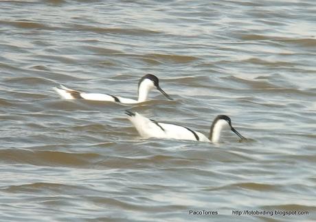 Avocetas