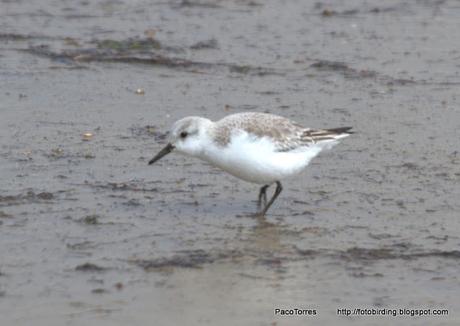 Correlimos tridáctilo