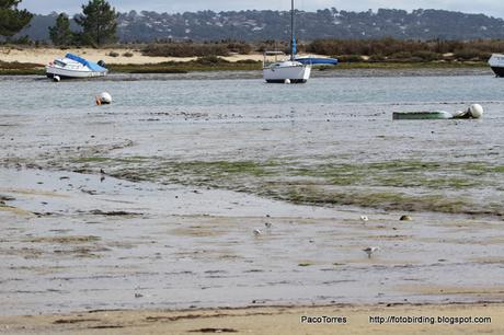 Correlimos tridáctilo