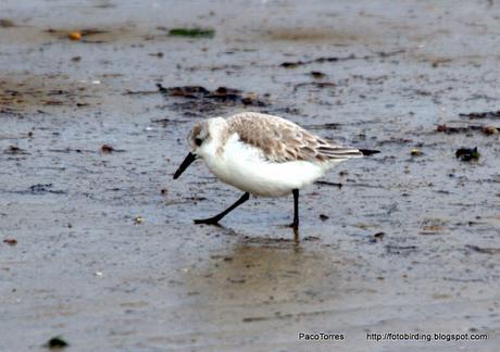 Correlimos tridáctilo