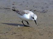 Correlimos tridáctilo