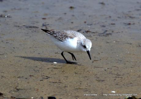 Correlimos tridáctilo