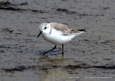 Correlimos tridáctilo