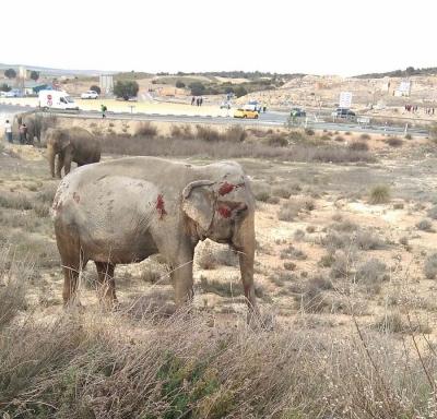 Polémica por Circo Gottani en España Resultado de imagen para circo gottani accidente