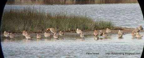 Agujas colinegras