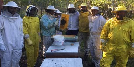 El sector de la apicultura en León ha experimentado un gran crecimiento en los últimos años. DL - 