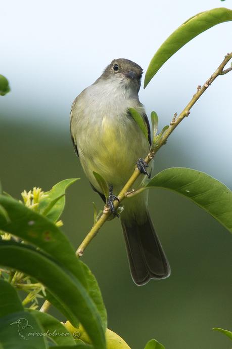 Fiofío grande (Large Elaenia) Elaenia spectabilis