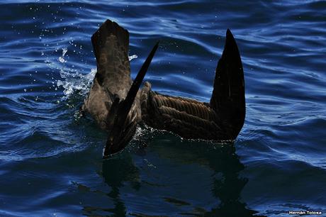 Petreles de barba blanca